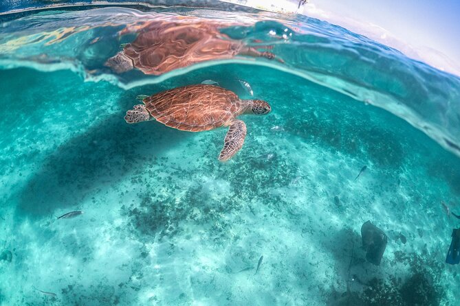 Private Half Day Tour in Cenote Cave and Swimming with Turtles - Is $746.32 good value for four people?