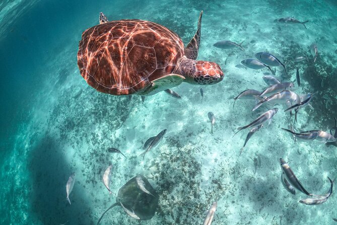 Private Half Day Tour in Cenote Cave and Swimming with Turtles - My call: book it for the pairing, not just the turtles