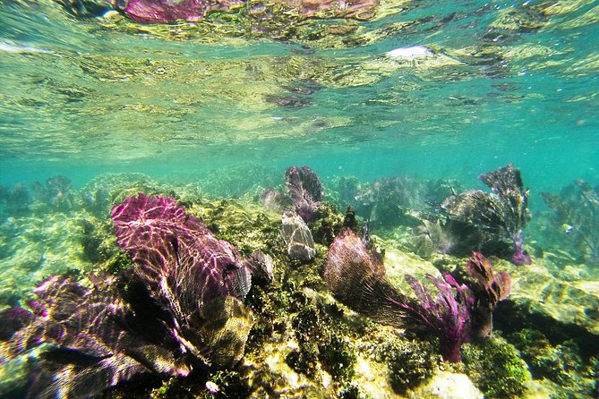 Private Isla Mujeres Adventure & Free Time - Snorkeling at the Mayan coral reef