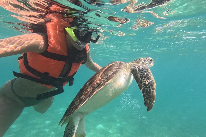 Private Snorkeling with Sea Turtles in Akumal Beach - Why Akumal’s turtles make this trip special