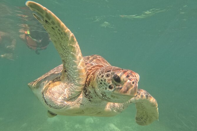 Private Snorkeling with Sea Turtles in Akumal Beach - What you can see beneath the surface