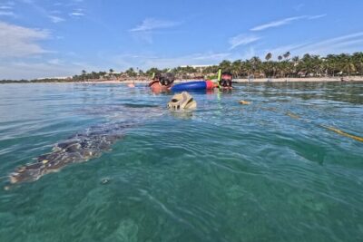 Private Snorkeling with Sea Turtles in Akumal Beach