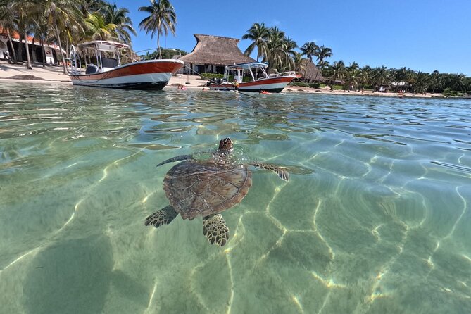 Private Snorkeling with Sea Turtles in Akumal Beach - Why a private group is worth the $65.57 price