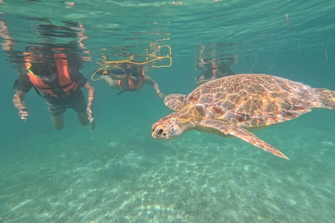 Private Snorkeling with Sea Turtles in Akumal Beach - Timing, weather, and the best chance at calm water