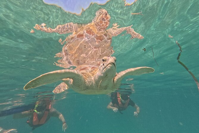 Private Snorkeling with Sea Turtles in Akumal Beach - Families, first-time snorkelers, and people who need extra help
