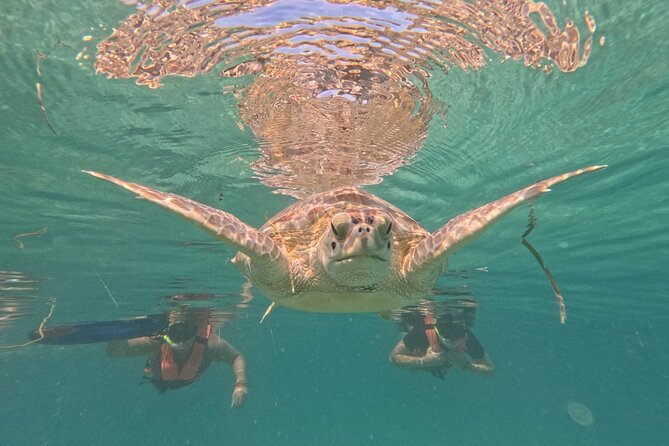 Private Snorkeling with Sea Turtles in Akumal Beach - Practical details that can save you trouble