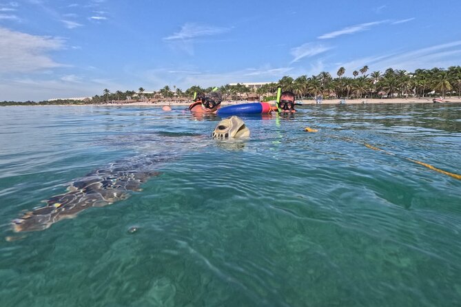 Private Snorkeling with Sea Turtles in Akumal Beach - The one-kilometer swim through the protected circuit