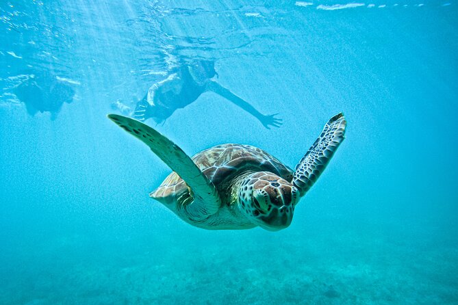 "Private snorkeling with turtles in Akumal + Photos included" - Key points to know before booking