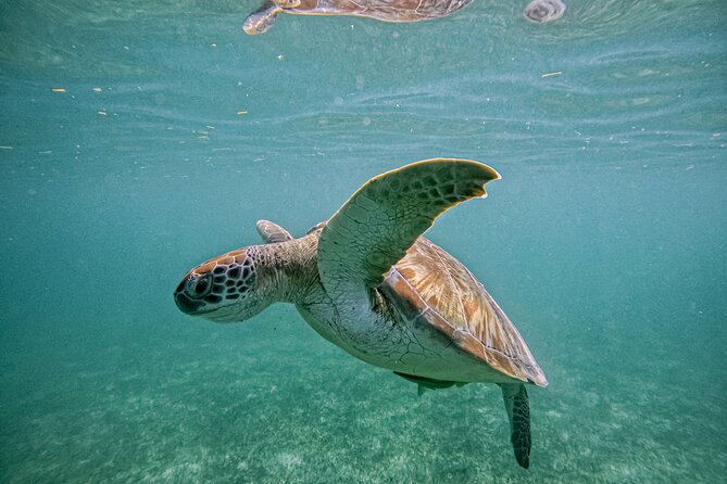 "Private snorkeling with turtles in Akumal + Photos included" - Choosing the best time for your outing