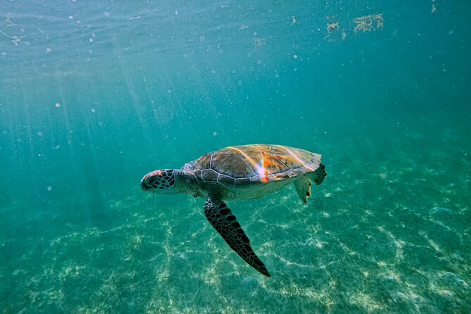 "Private snorkeling with turtles in Akumal + Photos included" - Who will enjoy this Akumal outing most