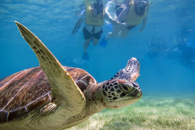 Private swiming with Turtles in Akumal - Akumal Turtle Bay before the crowds