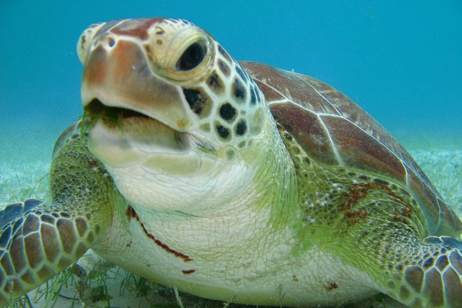 Private swiming with Turtles in Akumal - Getting ready with a private bilingual guide