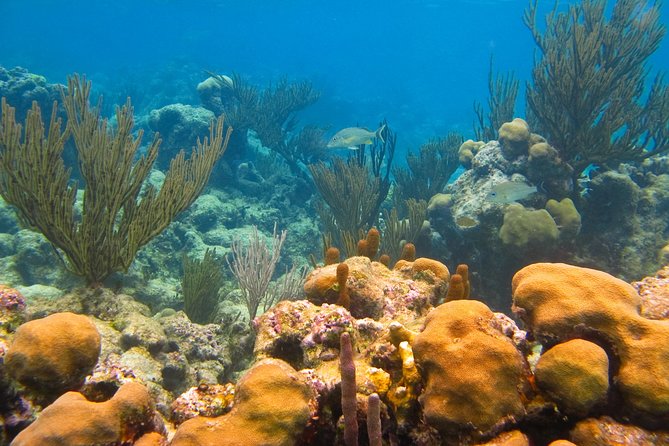 Private swiming with Turtles in Akumal - About one hour alongside the turtles