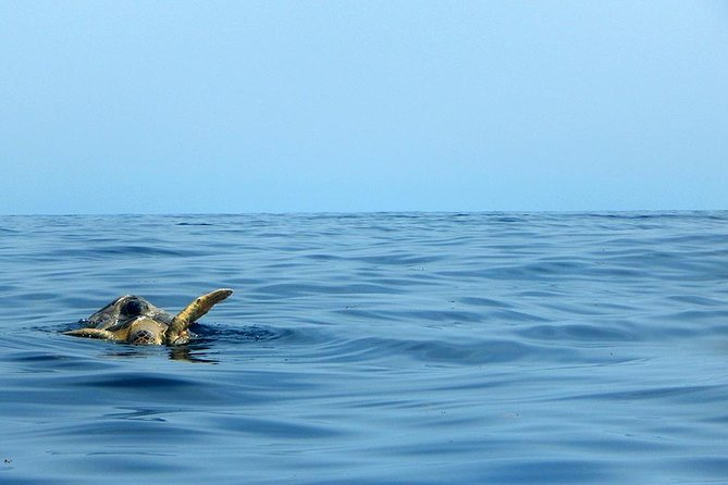 Private Tour: Akumal Marine Turtle Snorkeling and Cenote Adventure - The guide can shape the whole experience