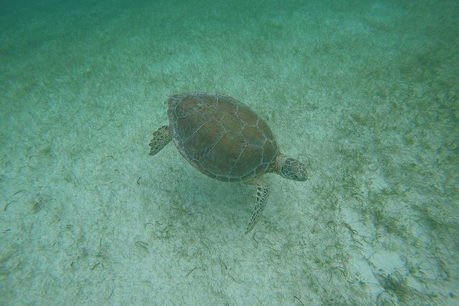 Private Tour: Akumal Marine Turtle Snorkeling and Cenote Adventure - Who will enjoy this private outing most?