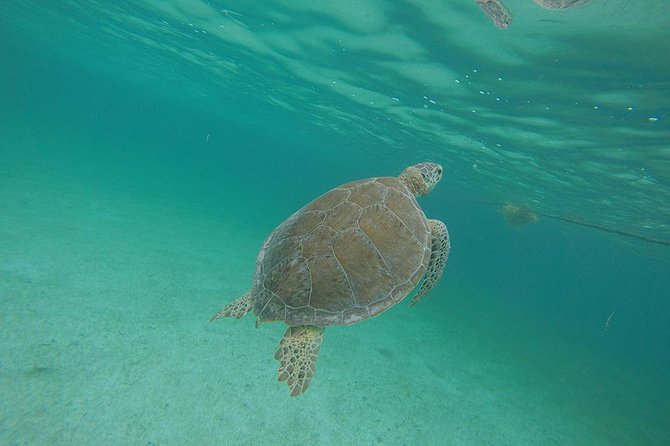 Private Tour: Akumal Marine Turtle Snorkeling and Cenote Adventure - A private vehicle makes the six-hour schedule easier
