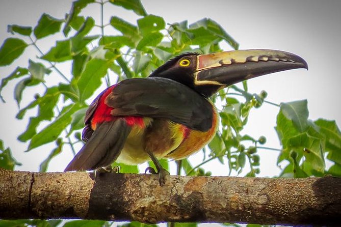 Private Tour: Birdwatching Playa del Carmen - What you can expect during the four-hour walk