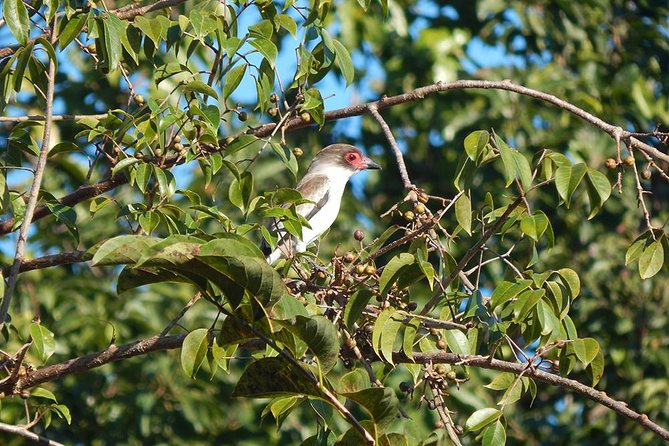 Private Tour: Birdwatching Playa del Carmen - Transport from Cancun, Playa del Carmen, Tulum, and Cozumel