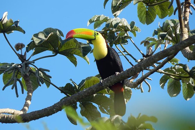Private Tour: Birdwatching Playa del Carmen - Birding results and realistic expectations