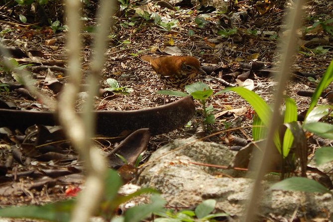 Private Tour: Birdwatching Playa del Carmen - Who will get the most from this tour