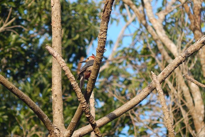 Private Tour: Birdwatching Playa del Carmen - Entering Sian Kaan with a birding guide
