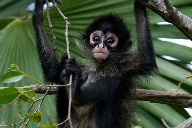 Private Tour Coba Ruin Punta Laguna Monkey Spider Cenote Mayan Village - Key points at a glance