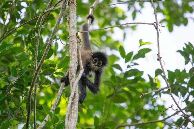 Private Tour: Coba ruins & Monkey Sanctuary with Punta Laguna - Who will enjoy this tour most