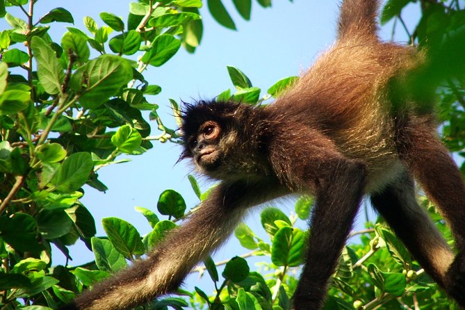 Private Tour Punta Laguna Monkey Sanctuary Zip Line - Key points at a glance