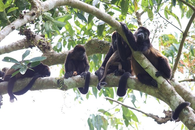 Private Tour Punta Laguna Monkey Sanctuary Zip Line - Starting from Playa del Carmen at 8:00 am