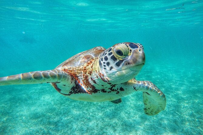 Private Tour to Tulum and Swimming with Turtles in Akumal - Pickup, vehicles, and timing