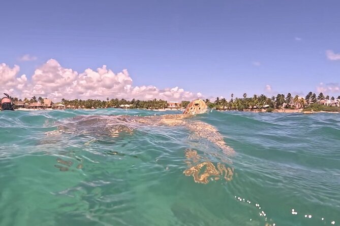 Private Tour to Tulum and Swimming with Turtles in Akumal - Who will get the most from this outing