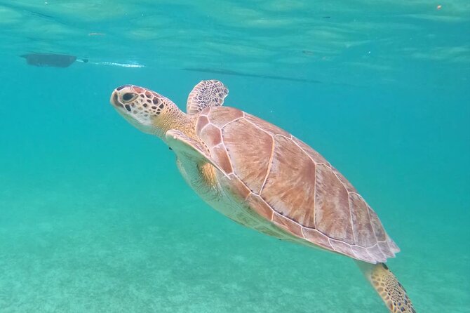 Private Tour to Tulum and Swimming with Turtles in Akumal - Should you book this tour?