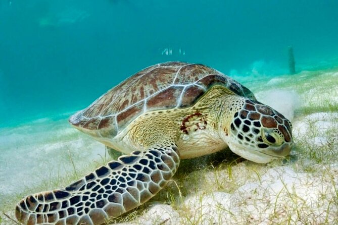 Private Tour Tulum Tortugas Cenote Beach All Inclusive - Who should book this tour