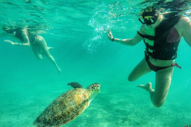Private Tour: Turtle Swim & Cenote - Key points to know before booking