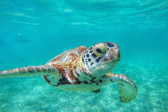 Private Tour: Turtle Swim & Cenote - Akumal Bay puts the turtles first