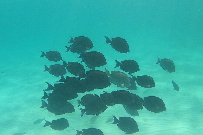 Private Tour: Turtle Swim & Cenote - What to bring and what the tour provides