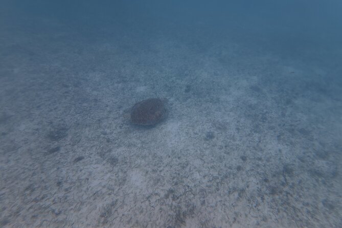 Private Tour: Turtle Swim & Cenote - How the price compares with the experience