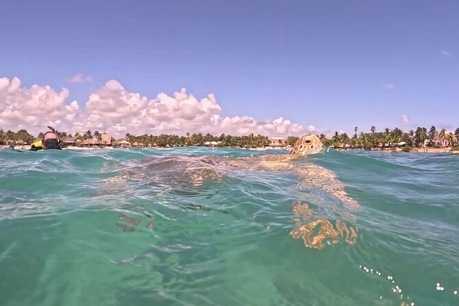 Private Tour: Turtle Swim & Cenote - A closed cenote offers a sharp change of scene