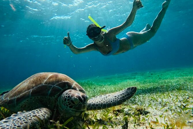 Private Tour Turtles Coral Reef Cenote Beach All inclusive - Key points to know before booking