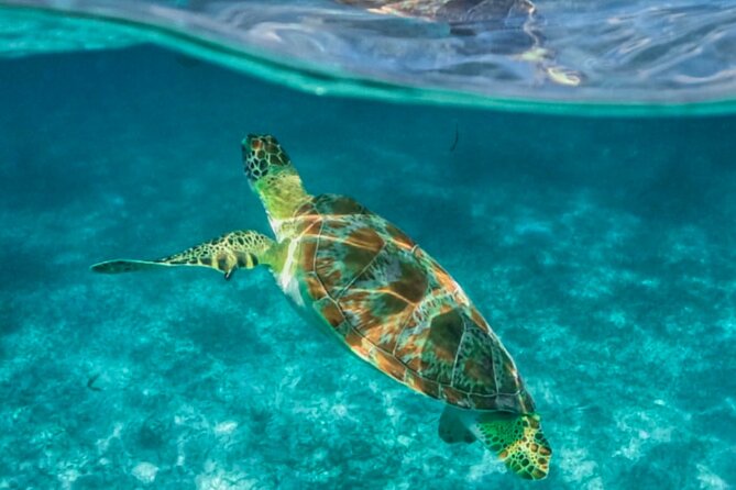 Private Tour Turtles Coral Reef Cenote Beach All inclusive - What the private format is really worth