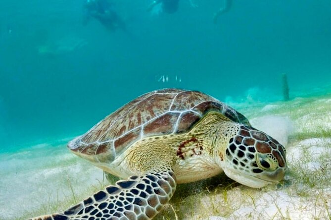 Private Tour Turtles Coral Reef Cenote Beach All inclusive - Guides, communication, and flexibility