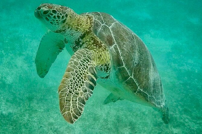 Private Tour Turtles Coral Reef Cenote Beach All inclusive - Timing, weather, and cancellation rules