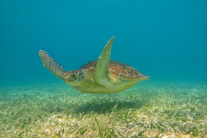 Private Tulum Ruins & Akumal Turtle Adventure - A 6:00 a.m. start at your hotel or rental