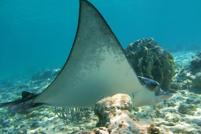 Private Turtle Snorkel Adventure in Akumal - A private ride makes the cost easier to understand