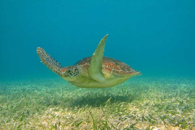 Private Turtle Snorkel Adventure in Akumal - Gear, comfort, and swimming ability