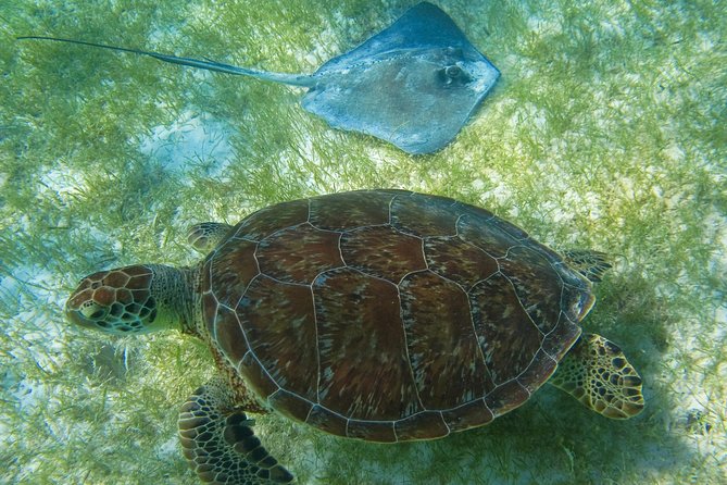 Private Turtle Snorkel Adventure in Akumal - The reserve fee and other extra costs