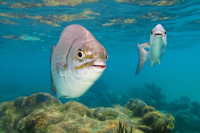 Private Turtle Snorkel Adventure in Akumal - What your one-hour outing includes
