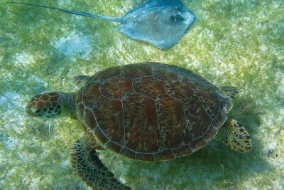 Private Turtles & Cenotes Adventure
