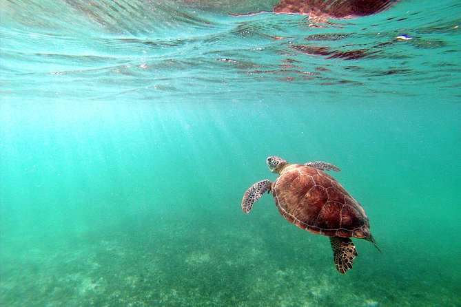 Private Turtles & Cenotes Adventure - Who will enjoy this most