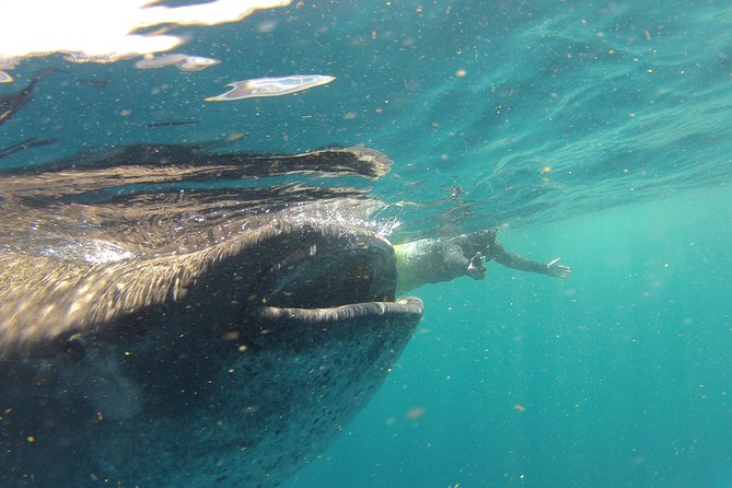 Private Whale Shark All Inclusive Experience - What the $1,095 price buys you